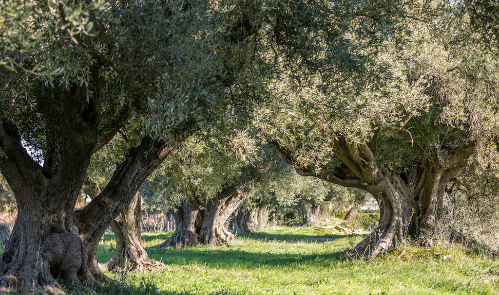 The Terroir of Olive Oil