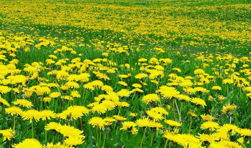 HONEY OF THE MONTH: AUGUST'S DANDELION
