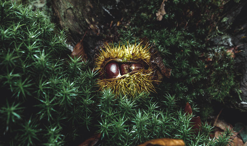 HONEY OF THE MONTH: DECEMBER'S CHESTNUT