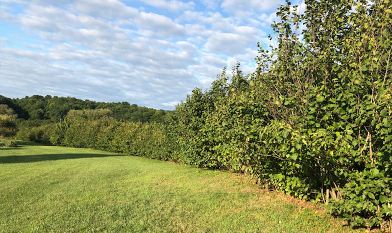 THE HAZELNUT HARVEST AT MAD ROSE RANCH
