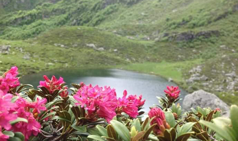 HONEY OF THE MONTH: JUNE'S RHODODENDRON