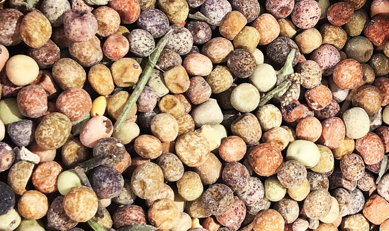 Out of Umbria - The Bea Recipe Series Continues