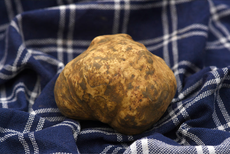 TARTUFLANGHE TRUFFLE SPECIALTIES