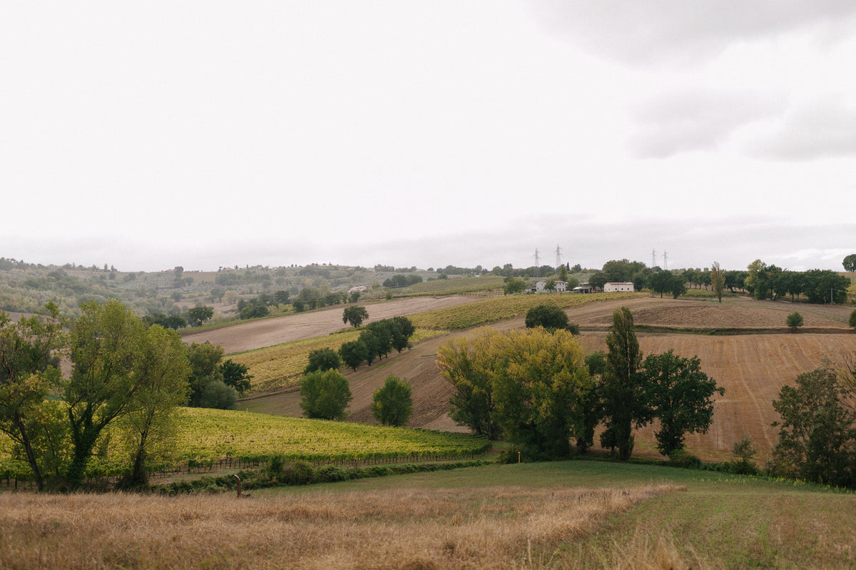 Paolo Bea "Grezzo" 2024